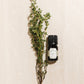 Thyme